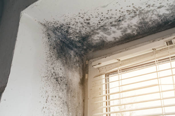 Affordable Bathroom Mold Removal solutions in Clarklake, MI